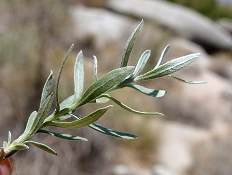 Arrowweed (Pluchea sericea)