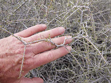 Desert Almond (Prunus fasciculata)