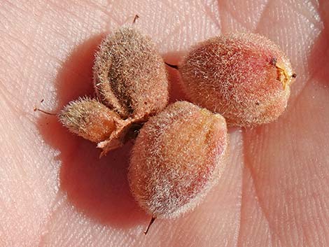 Desert Almond (Prunus fasciculata)