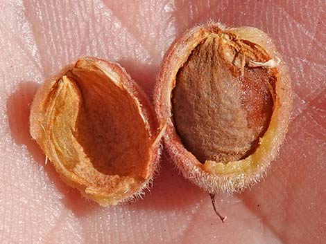 Desert Almond (Prunus fasciculata)