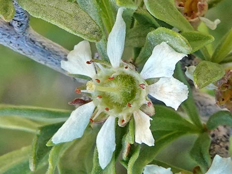 Desert Almond (Prunus fasciculata)