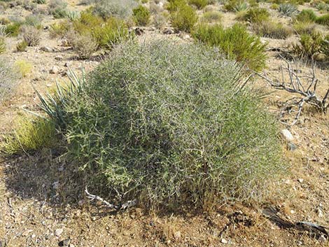 Desert Almond (Prunus fasciculata)