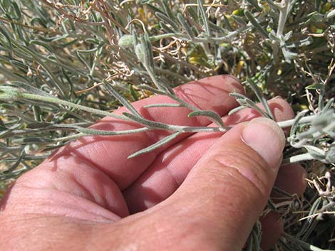 Whitestem Paperflower (Psilostrophe cooperi)