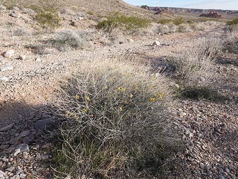 Whitestem Paperflower (Psilostrophe cooperi)