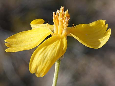 Whitestem Paperflower (Psilostrophe cooperi)