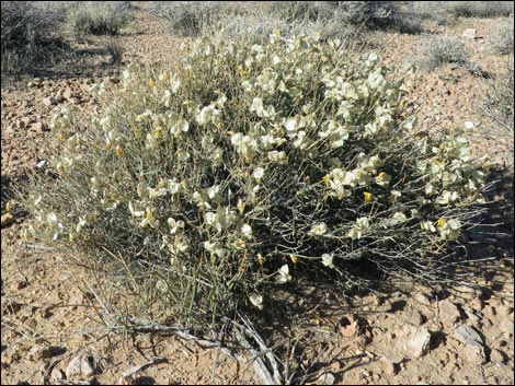 Whitestem Paperflower (Psilostrophe cooperi)