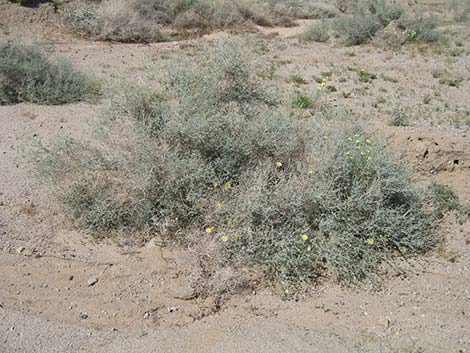 Dyebush (Psorothamnus emoryi)