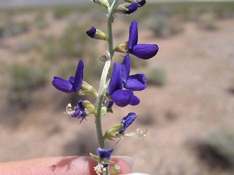 Fremont's Dalea (Psorothamnus fremontii)