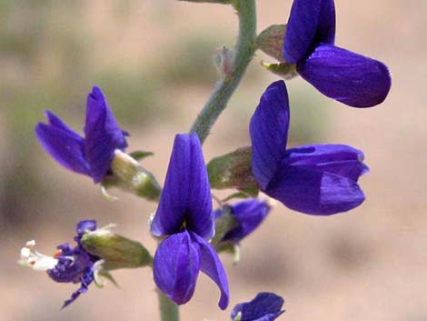 Fremont's Dalea (Psorothamnus fremontii)