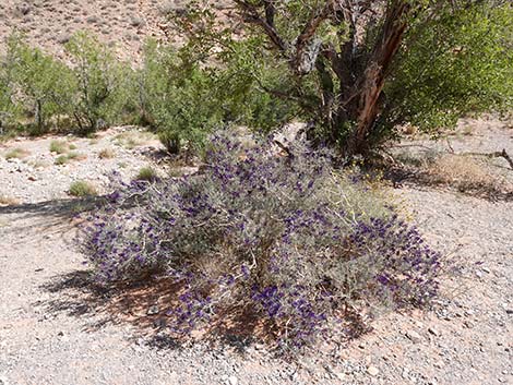 Fremont's Dalea (Psorothamnus fremontii)