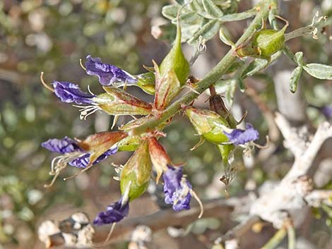 Fremont's Dalea (Psorothamnus fremontii)