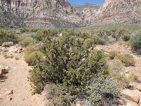 Desert Bitterbrush (Purshia glandulosa)