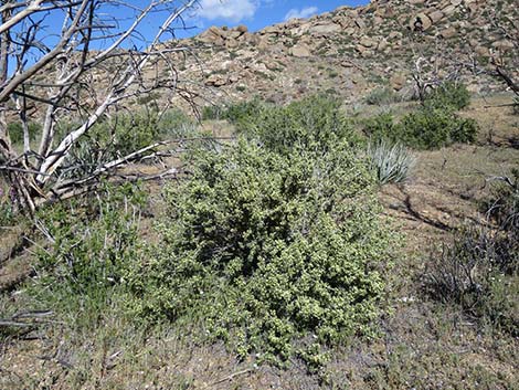 Desert Bitterbrush (Purshia glandulosa)