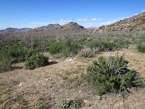 Desert Bitterbrush (Purshia glandulosa)