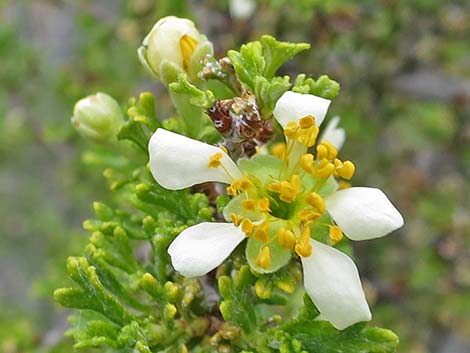 Desert Bitterbrush (Purshia glandulosa)