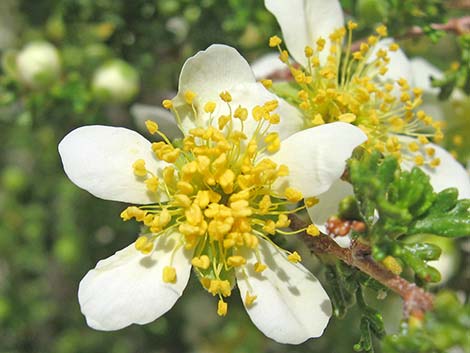 Stansbury Cliffrose (Purshia stansburiana)