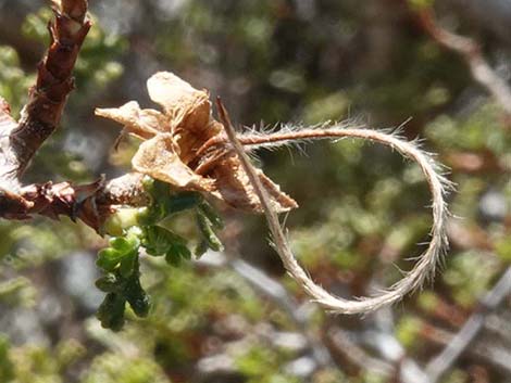 Stansbury Cliffrose (Purshia stansburiana)