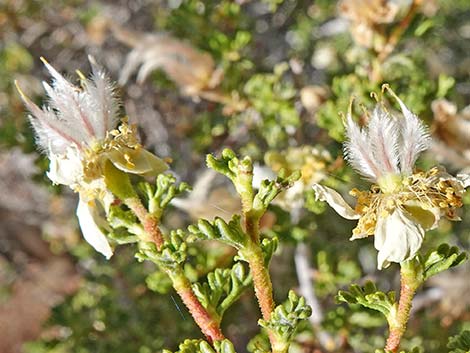 Stansbury Cliffrose (Purshia stansburiana)