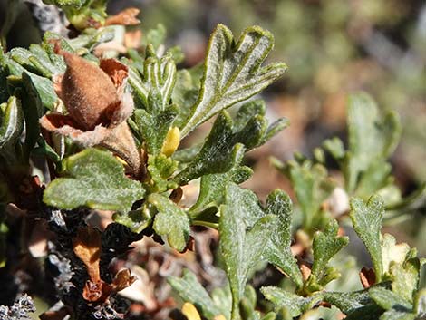 Antelope Bitterbrush (Purshia tridentata)