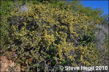 Antelope Bitterbrush (Purshia tridentata)