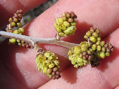 Skunkbush Sumac (Rhus trilobata)