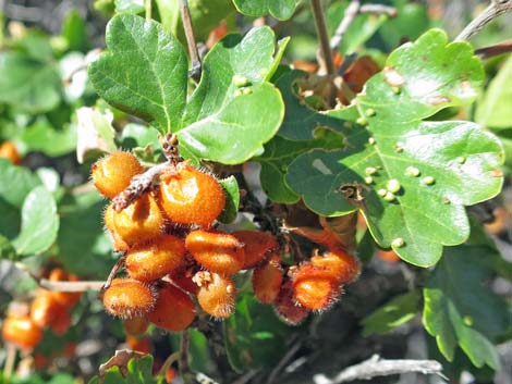 Skunkbush Sumac (Rhus trilobata)