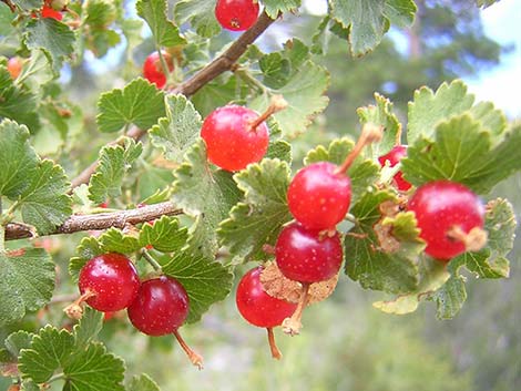 Wax Currant (Ribes cereum)