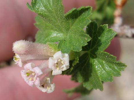 Wax Currant (Ribes cereum)