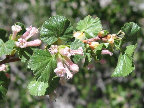 Wax Currant (Ribes cereum)