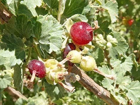 Wax Currant (Ribes cereum)