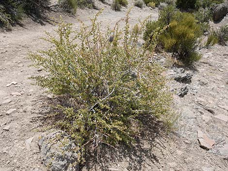 Desert Gooseberry (Ribes velutinum)