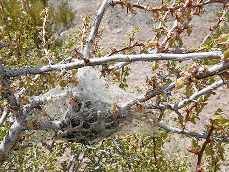 Desert Gooseberry (Ribes velutinum)