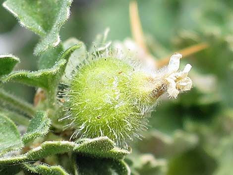 Desert Gooseberry (Ribes velutinum)