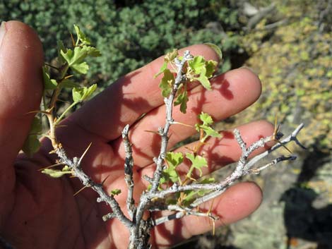 Desert Gooseberry (Ribes velutinum)