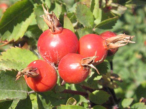 Wild Rose (Rosa woodsii)