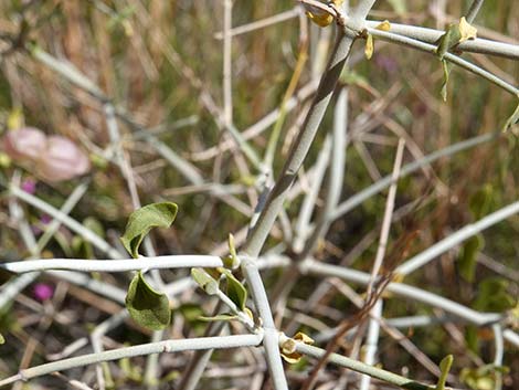 Mexican Bladdersage (Salazaria mexicana)