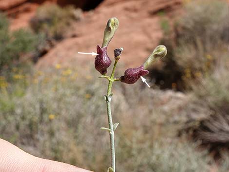 Mexican Bladdersage (Salazaria mexicana)