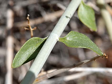 Mexican Bladdersage (Salazaria mexicana)