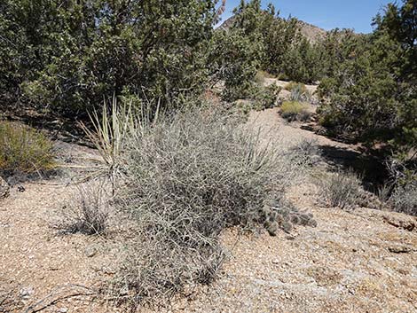 Mexican Bladdersage (Salazaria mexicana)