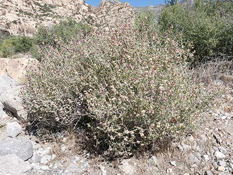 Mexican Bladdersage (Salazaria mexicana)