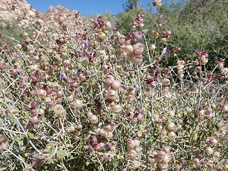 Mexican Bladdersage (Salazaria mexicana)