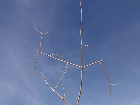 Mexican Bladdersage (Salazaria mexicana)