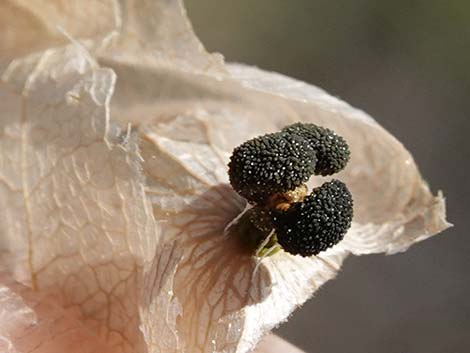 Mexican Bladdersage (Salazaria mexicana)