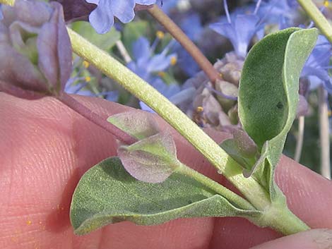 Purple Sage (Salvia dorrii)