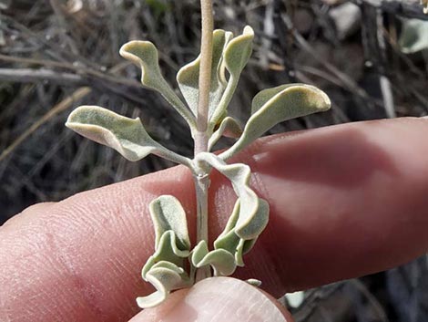 Purple Sage (Salvia dorrii)