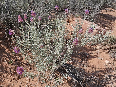 Purple Sage (Salvia dorrii)