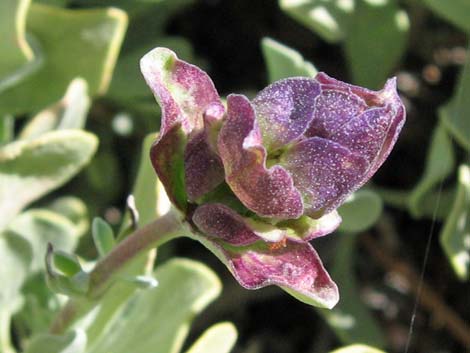 Mt. Charleston Purple Sage (Salvia dorrii dorrii var. clokeyi)