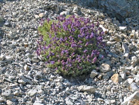 Mt. Charleston Purple Sage (Salvia dorrii dorrii var. clokeyi)