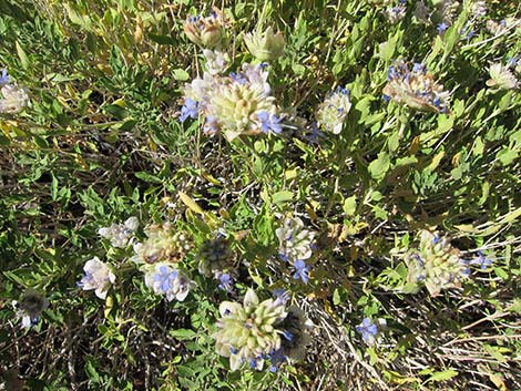 Mojave Sage (Salvia mohavensis)