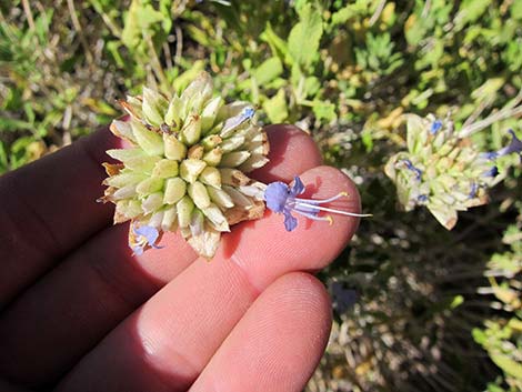 Mojave Sage (Salvia mohavensis)